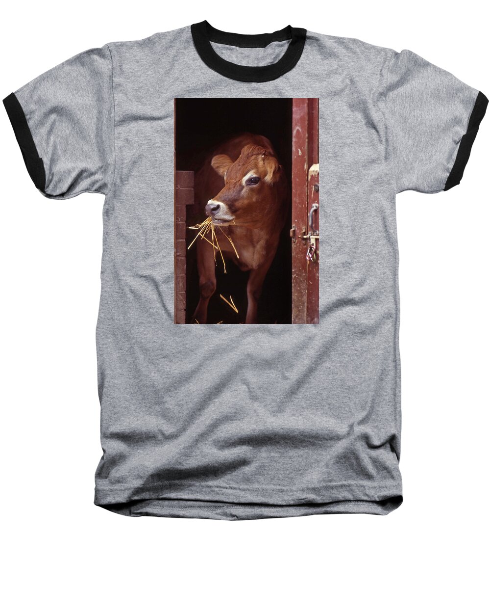 Cow Baseball T-Shirt featuring the photograph Jersey Cow by Skip Willits