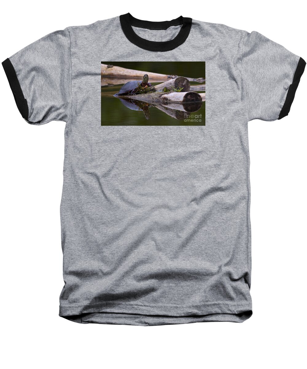 Midland Painted Turtle Baseball T-Shirt featuring the photograph Just chillin.. by Nina Stavlund
