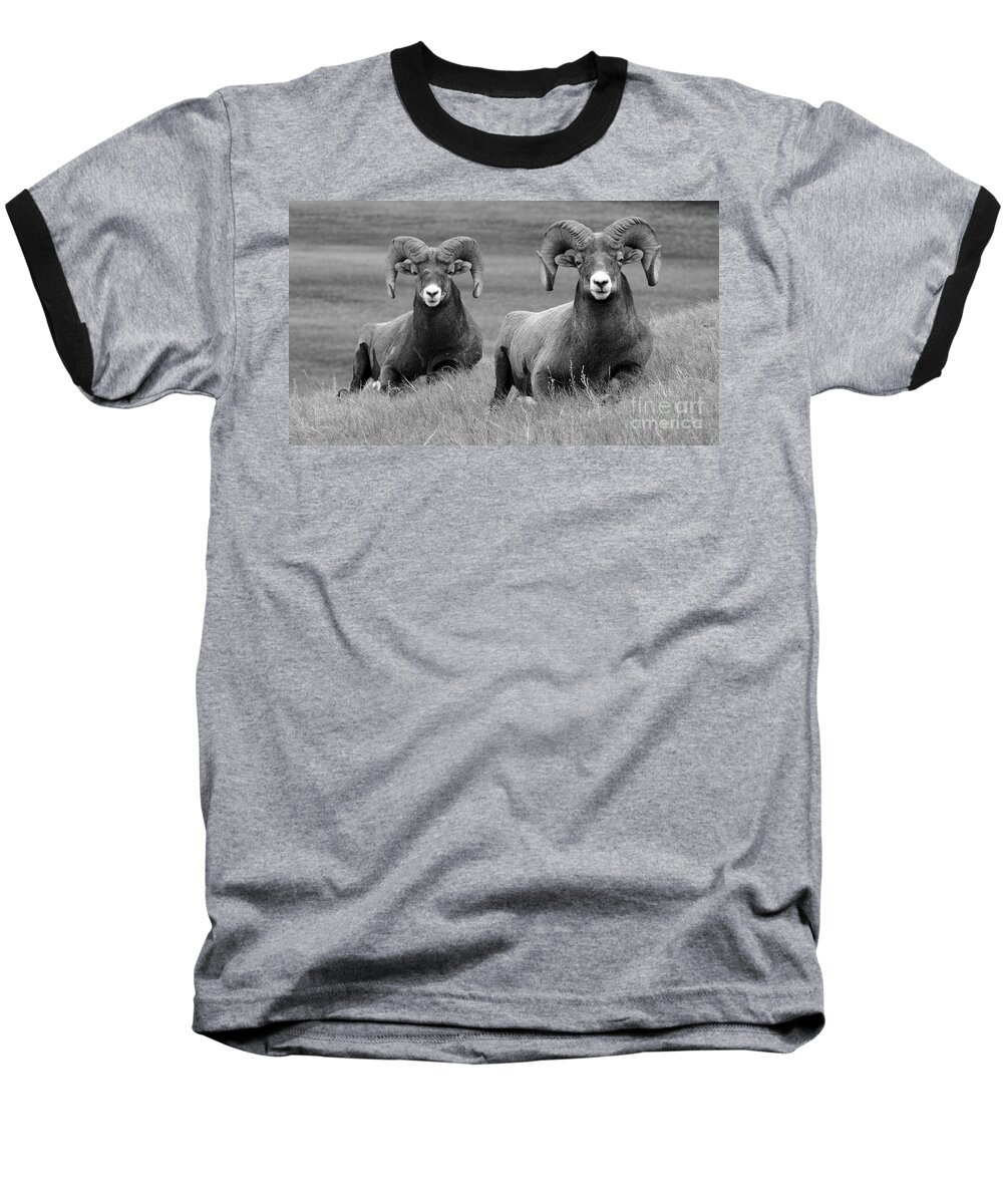 Wildlife Baseball T-Shirt featuring the photograph Just Hanging Out by Vivian Christopher