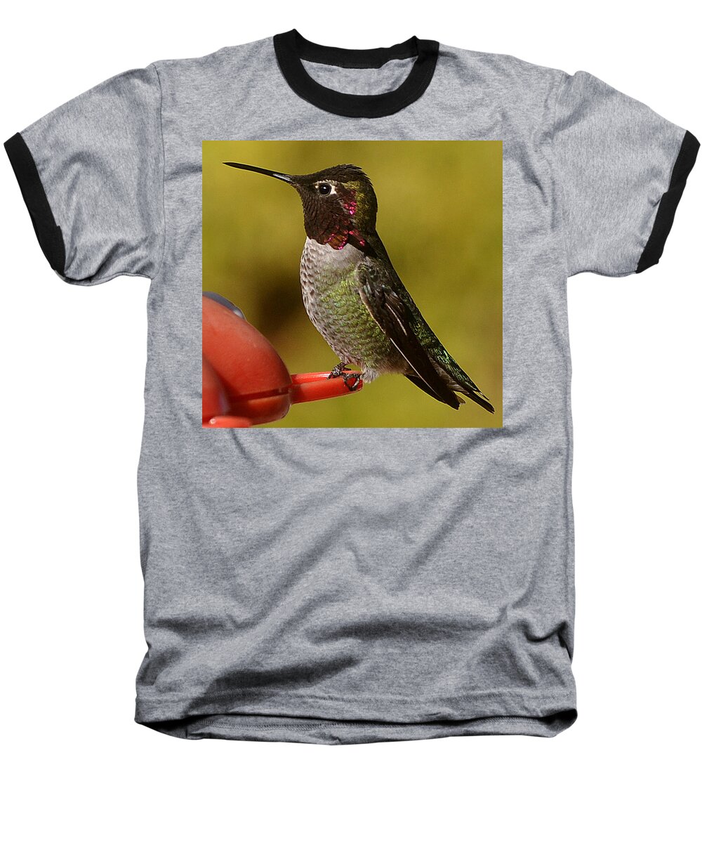 Juvenile Baseball T-Shirt featuring the photograph Juvenile Male Anna by Jay Milo