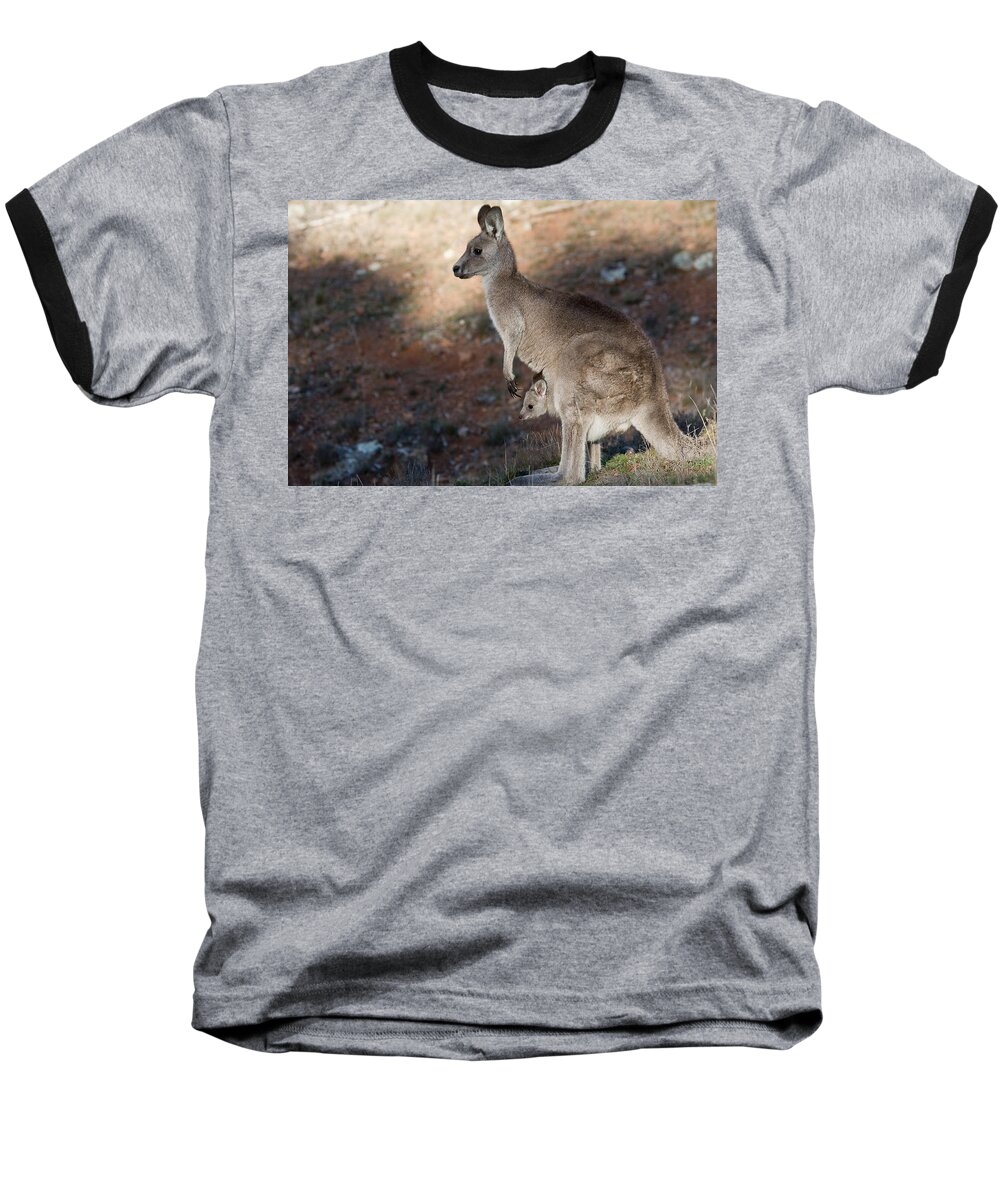 Australia Baseball T-Shirt featuring the photograph Kangaroo and joey by Steven Ralser