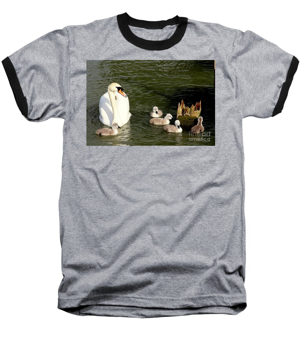 Swan Baseball T-Shirt featuring the photograph Keeping A Watchful Eye by Linsey Williams