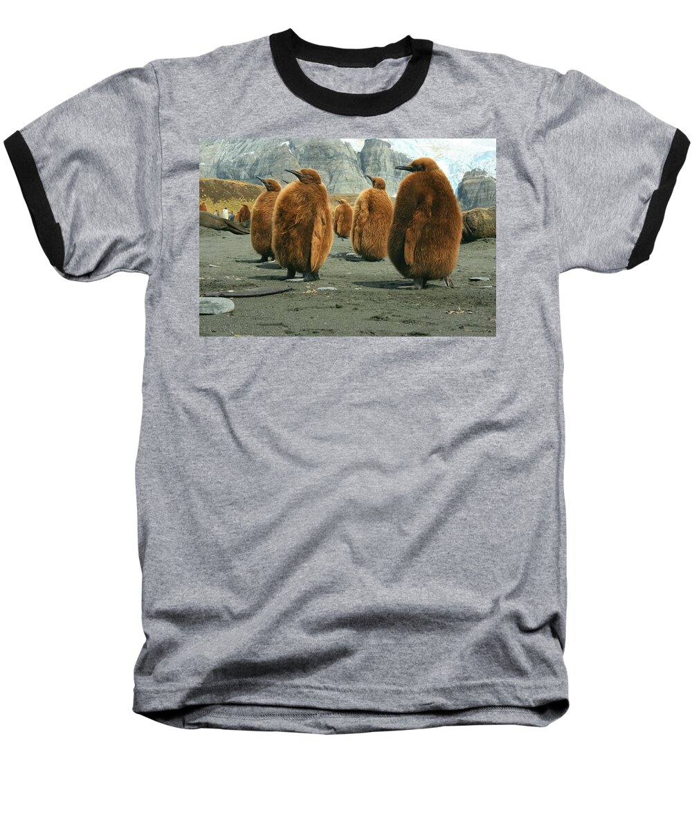 King Penguin Chicks Baseball T-Shirt featuring the photograph King Penguin Chicks by Amanda Stadther