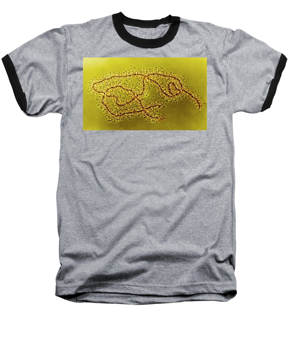 Histology Baseball T-Shirt featuring the photograph Lampbrush Chromosomes Newt, Lm by Science Source