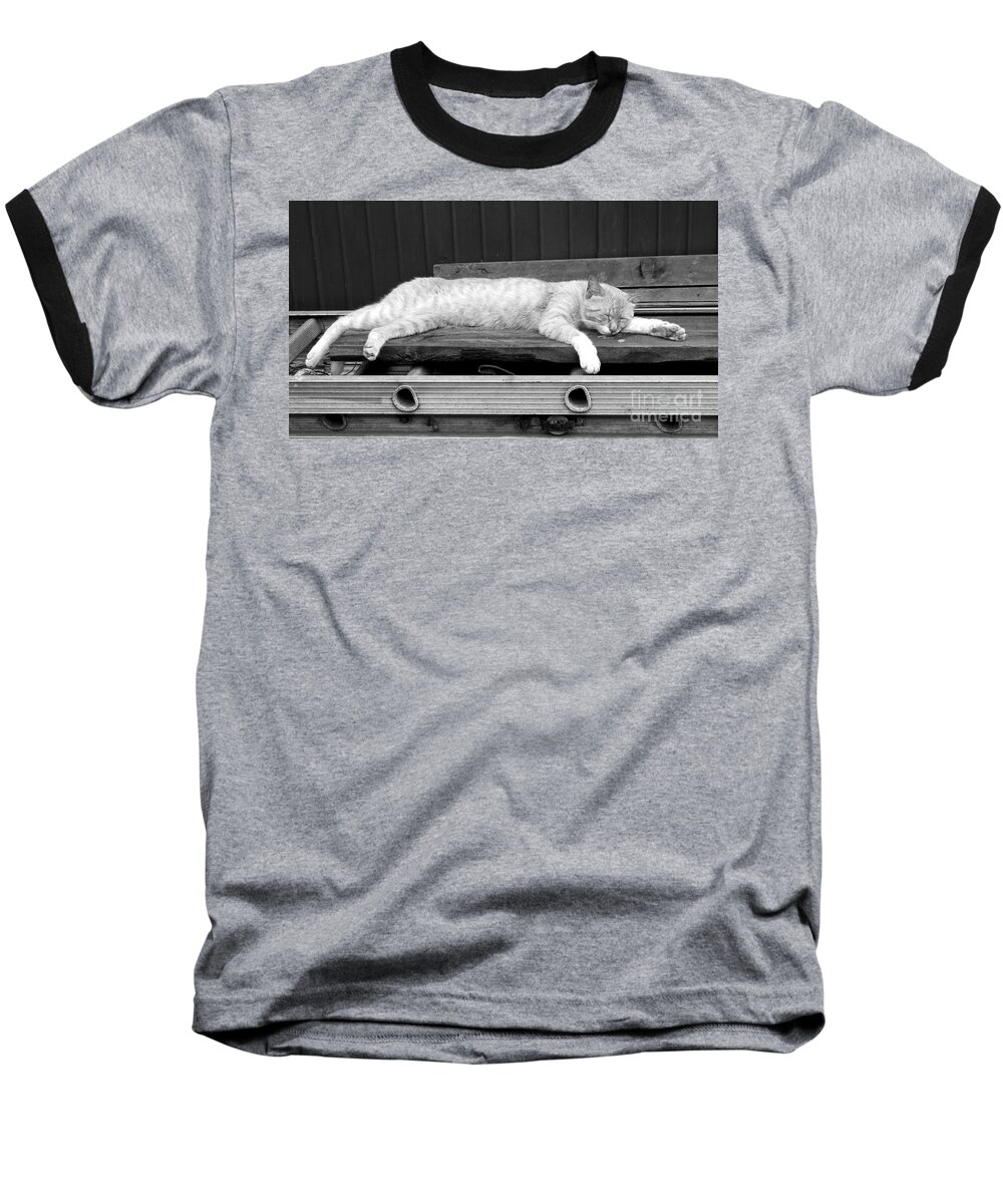 Lazy Baseball T-Shirt featuring the photograph Lazy cat by Andrea Anderegg
