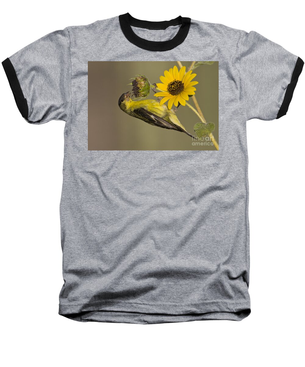 Lesser Goldfinch Baseball T-Shirt featuring the photograph Lesser Goldfinch on sunflower by Bryan Keil