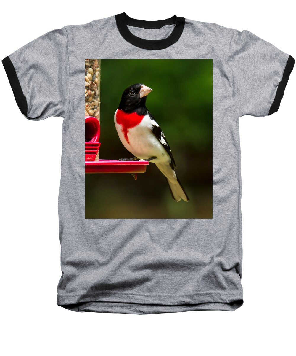 Rose Breasted Grosbeak Baseball T-Shirt featuring the photograph Like my new suit? by Robert L Jackson