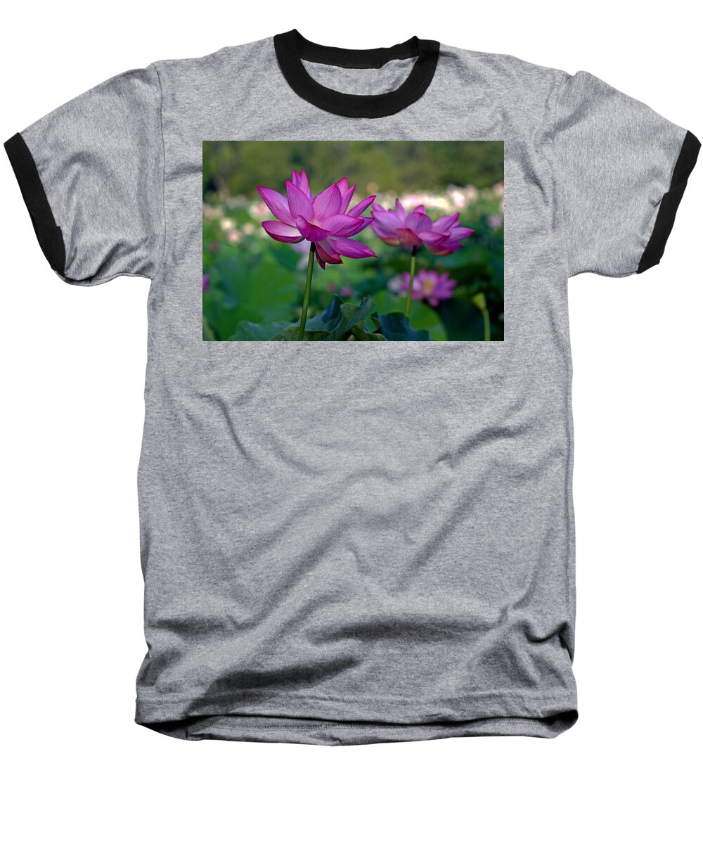 Kenilworth Baseball T-Shirt featuring the photograph Lotus Flowers by Jerry Gammon