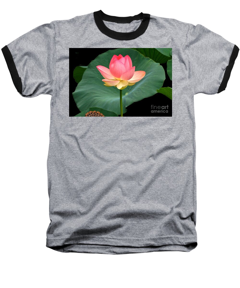 Lotus Blossom And Leaves And Seed Pod Baseball T-Shirt featuring the photograph Lotus Of Late August by Byron Varvarigos
