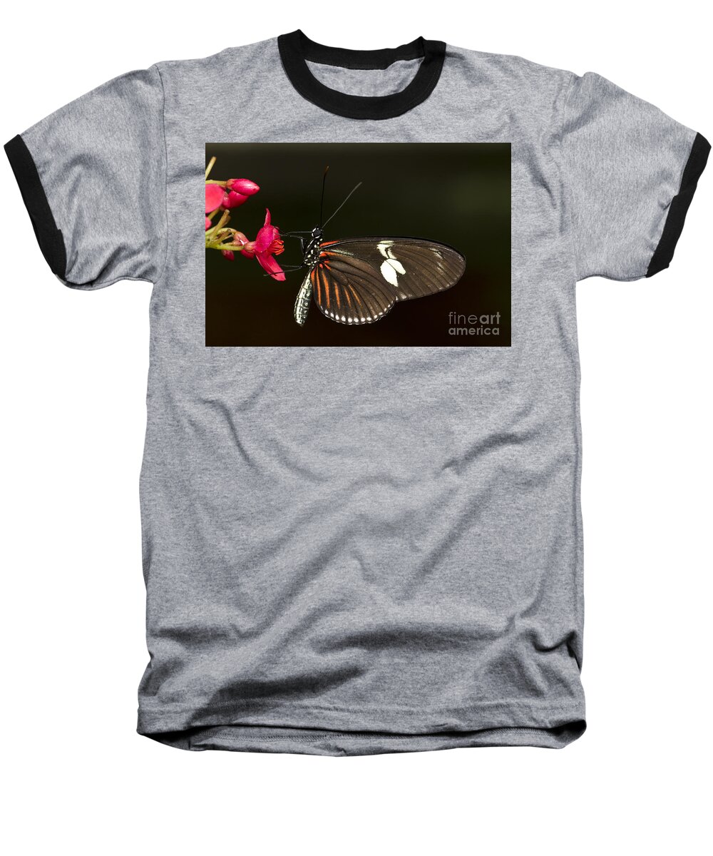 Bug Baseball T-Shirt featuring the photograph Lovely Longwing by Bryan Keil