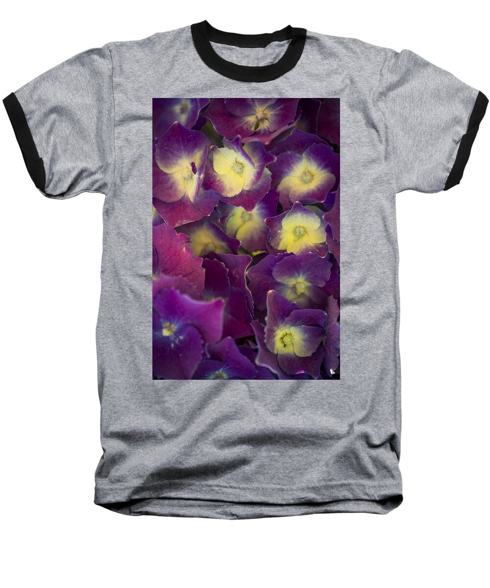 Hydrangeas Baseball T-Shirt featuring the photograph Lucky Seven Hydrangeas by Scott Campbell