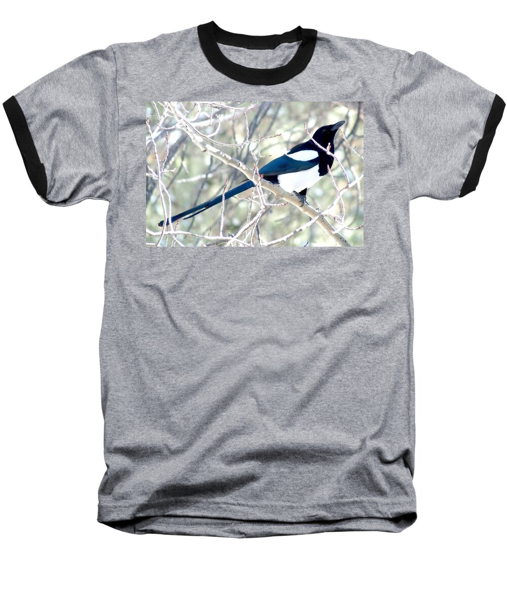 Colorado Baseball T-Shirt featuring the photograph Magpie on Aspen Tree by Marilyn Burton
