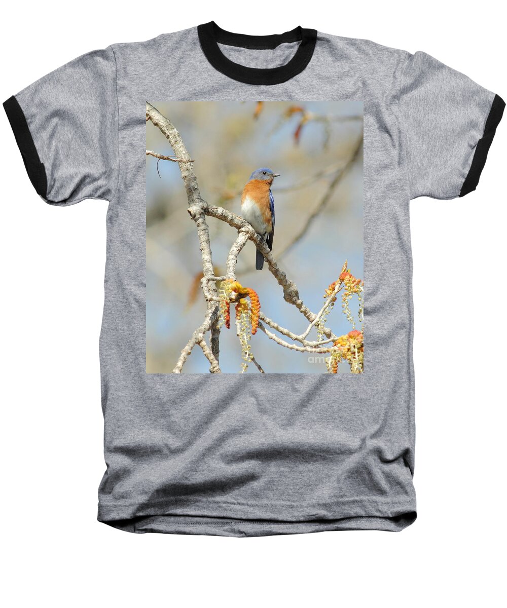 Animal Baseball T-Shirt featuring the photograph Male Bluebird In Budding Tree by Robert Frederick