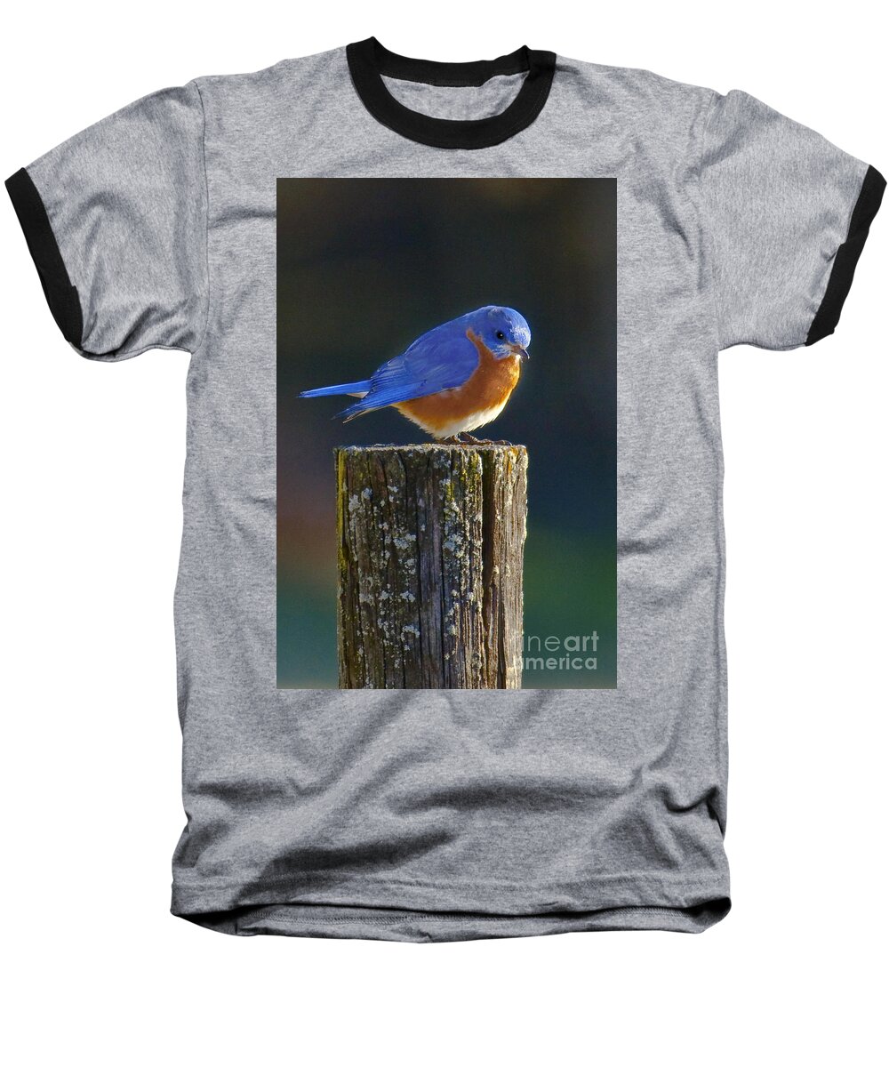 Male Baseball T-Shirt featuring the photograph Male Bluebird by Ronald Lutz