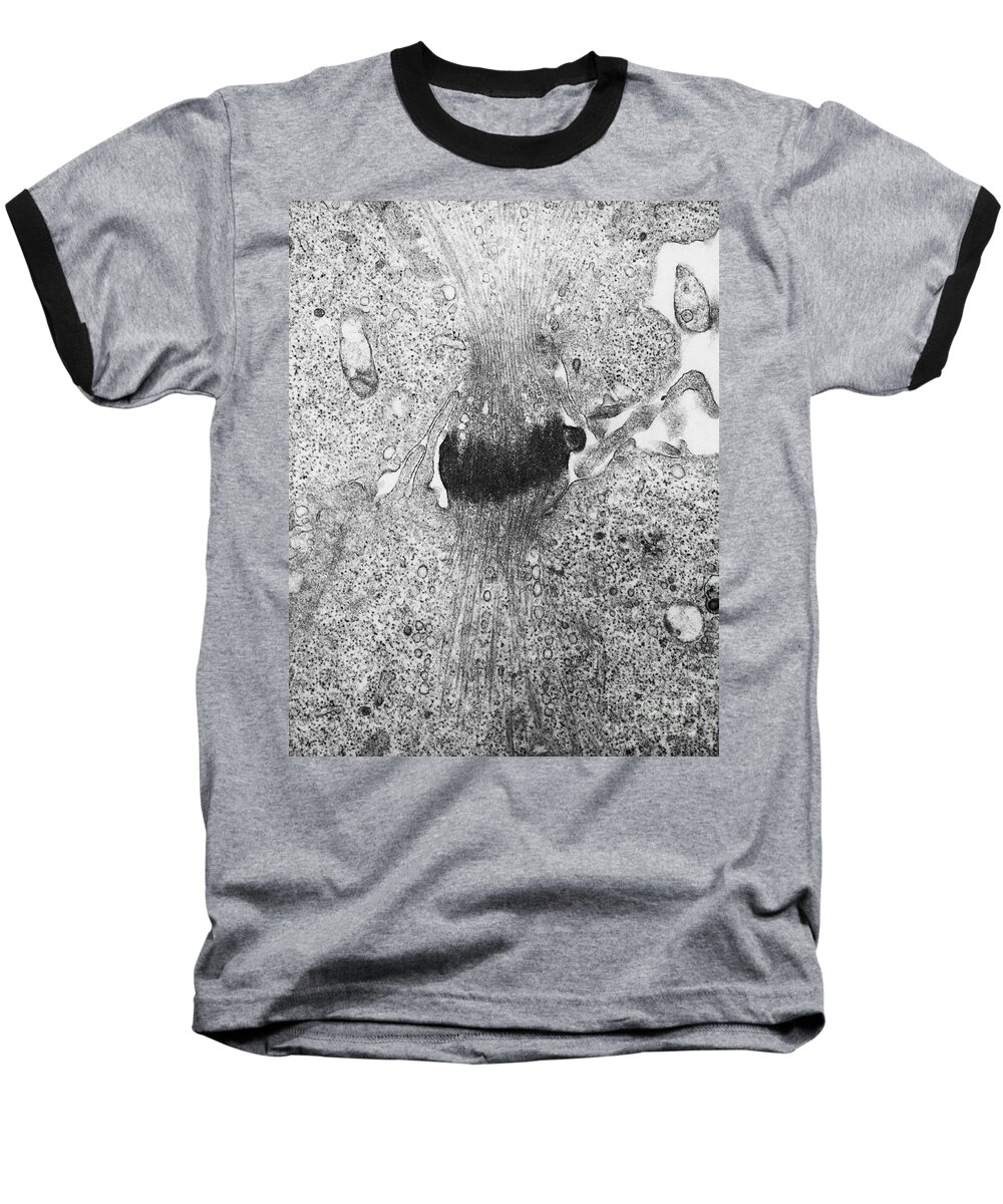Science Baseball T-Shirt featuring the photograph Mitosis, Tem by David M. Phillips