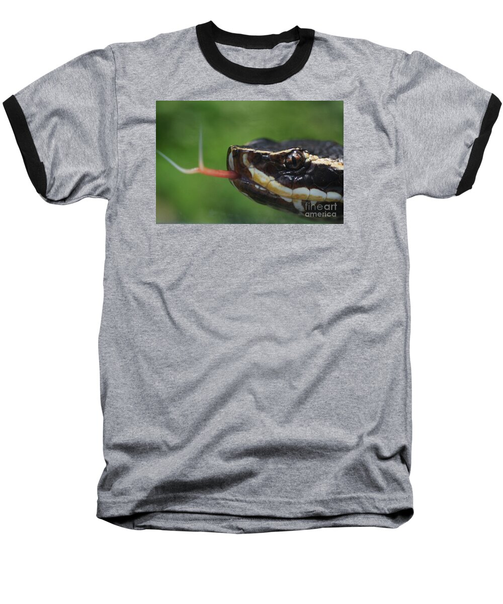 Nature Baseball T-Shirt featuring the photograph Moccasin Snake by Rudi Prott