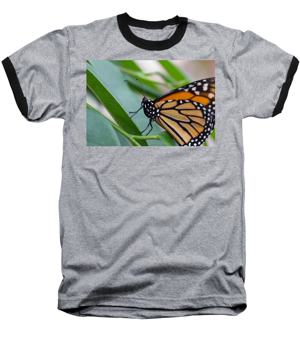 Brookside Gardens Baseball T-Shirt featuring the photograph Monarch 1 by Leah Palmer