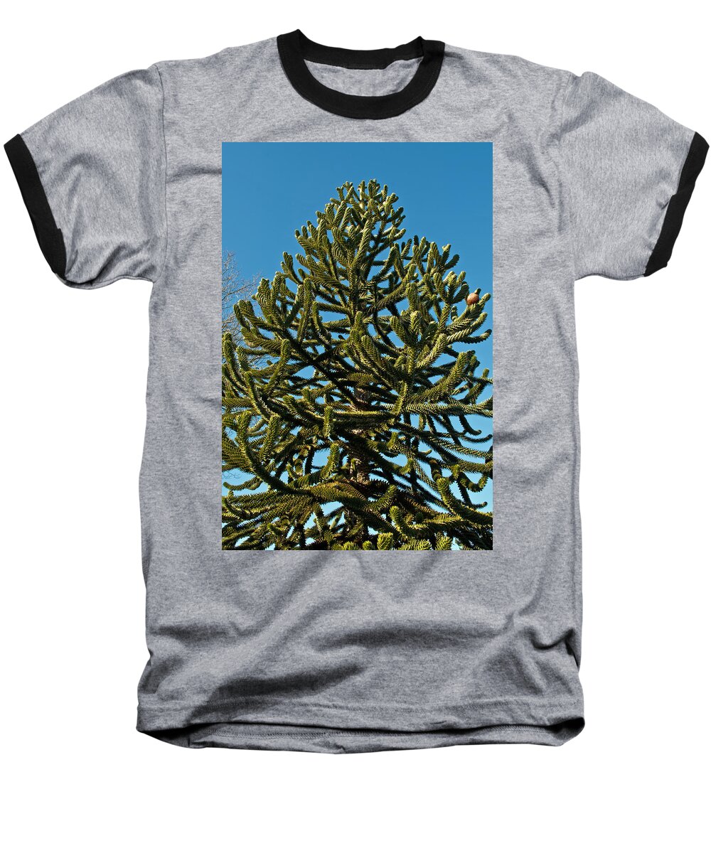 Green Baseball T-Shirt featuring the photograph Monkey Puzzle Tree E by Tikvah's Hope