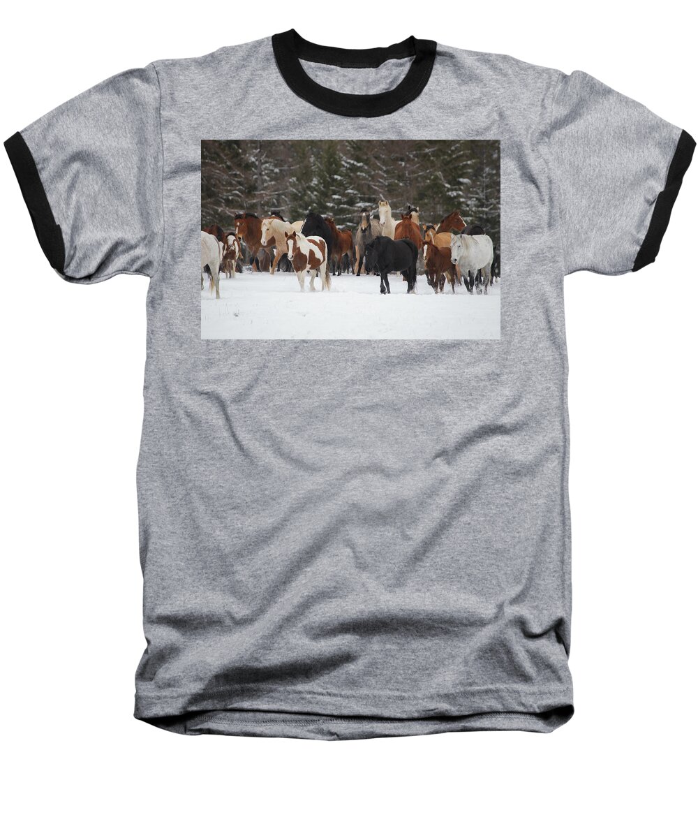 Horses Baseball T-Shirt featuring the photograph Montana Herd by Diane Bohna