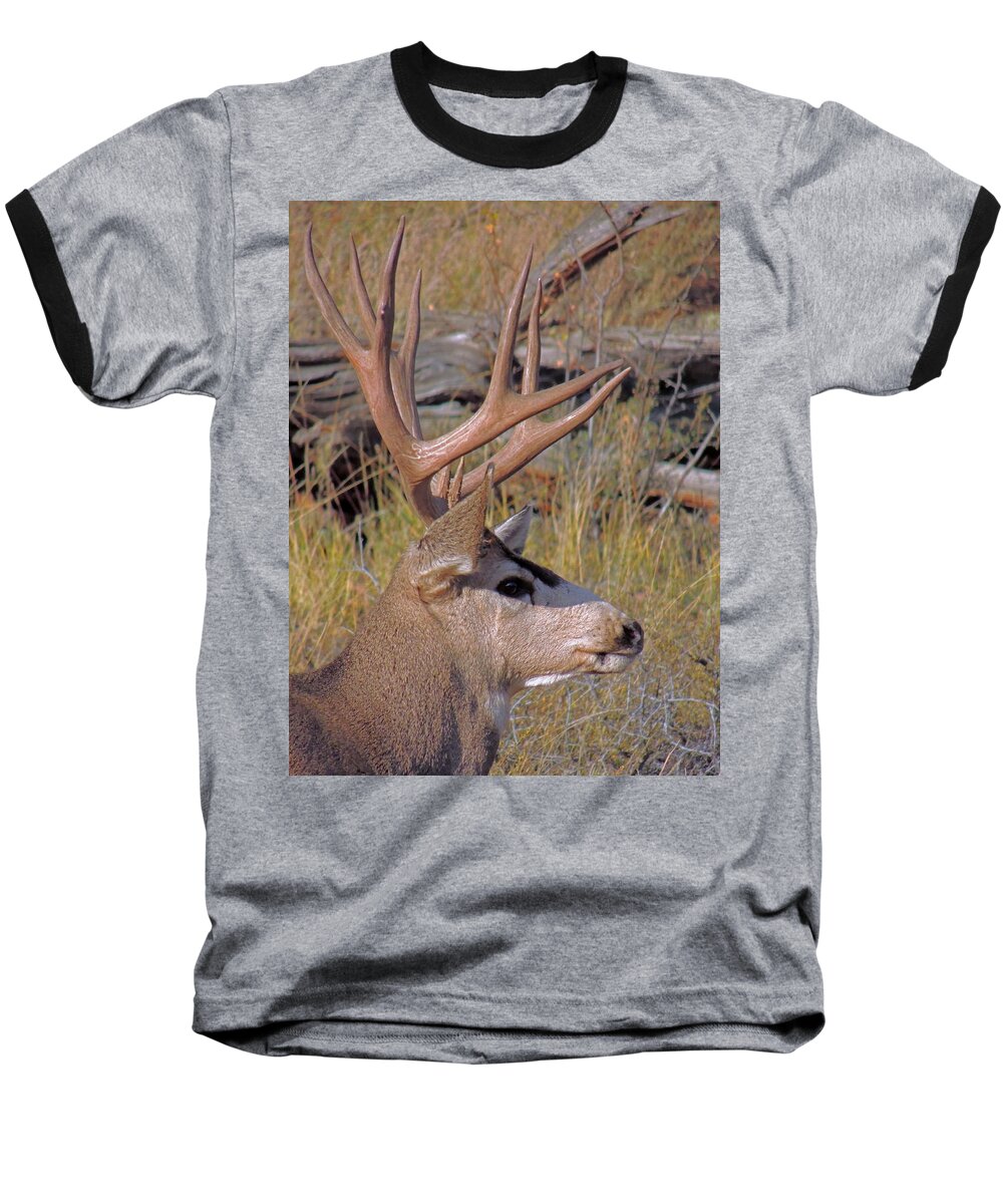 Deer Baseball T-Shirt featuring the photograph Mule Deer by Lynn Sprowl