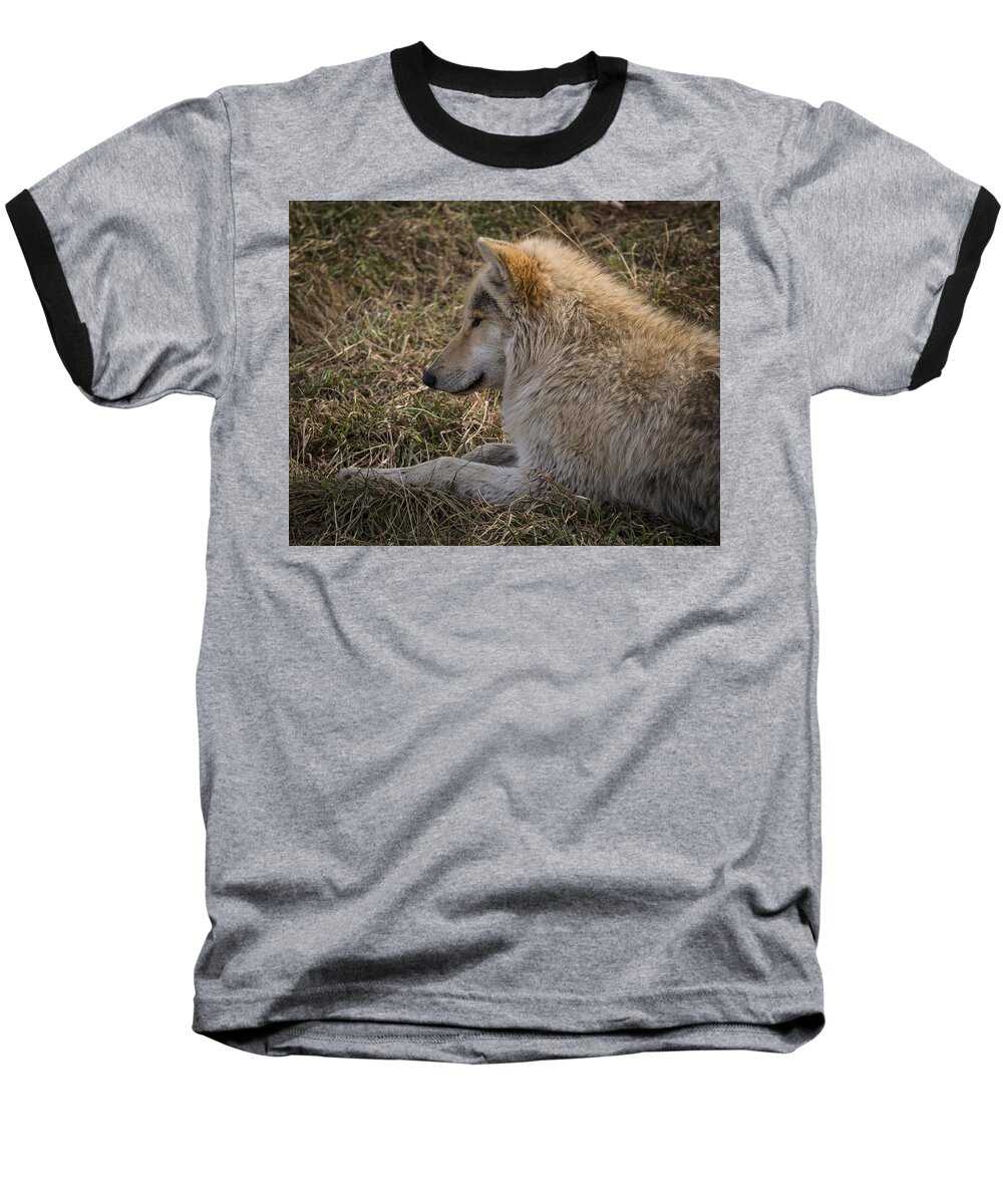 Animal Baseball T-Shirt featuring the photograph Needed Break by Jack R Perry