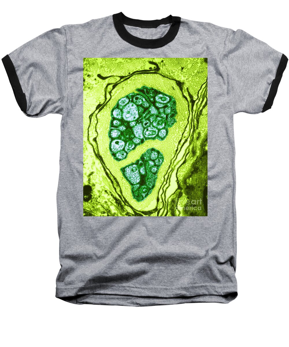Microscopy Baseball T-Shirt featuring the photograph Nerve Cell Axons, Tem by David M. Phillips