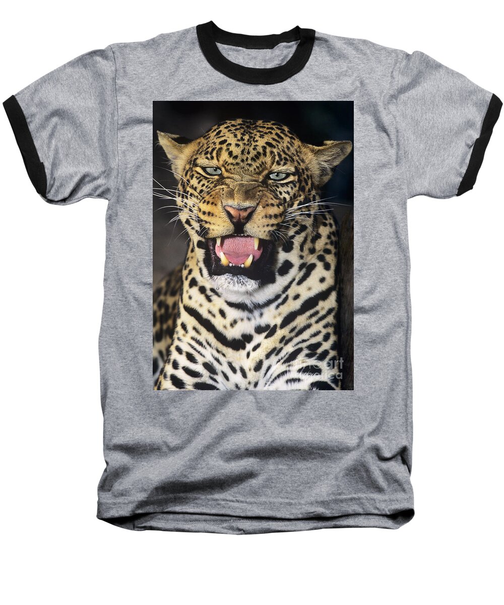 African Leopard Baseball T-Shirt featuring the photograph NO SOLICITORS African Leopard Endangered Species Wildlife Rescue by Dave Welling