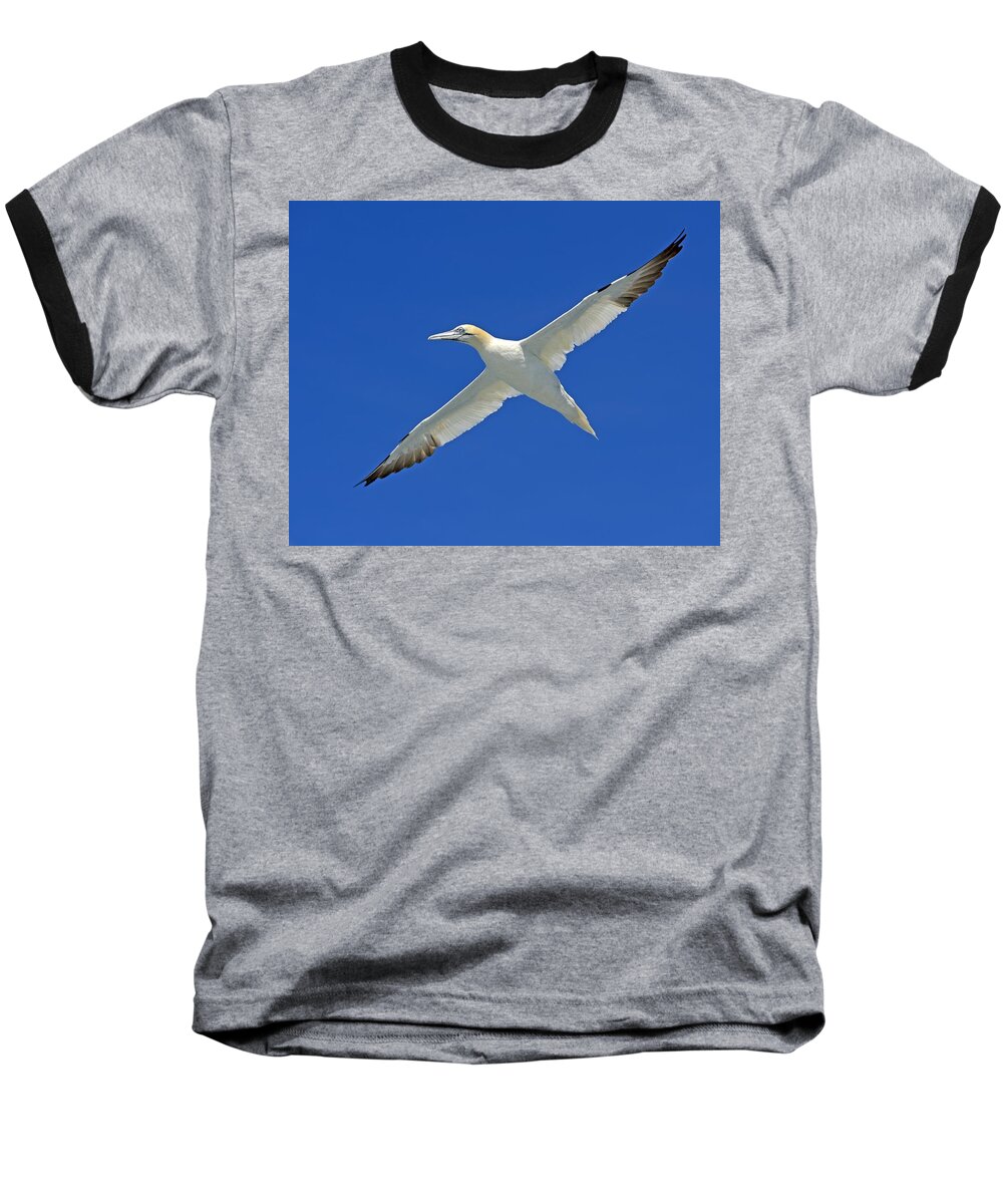 Northern Gannet Baseball T-Shirt featuring the photograph Northern Gannet by Tony Beck
