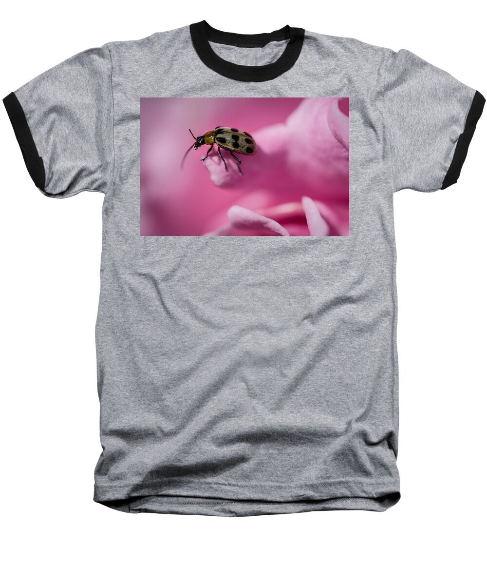 Bug Baseball T-Shirt featuring the photograph Nowhere To Go by Linda Villers
