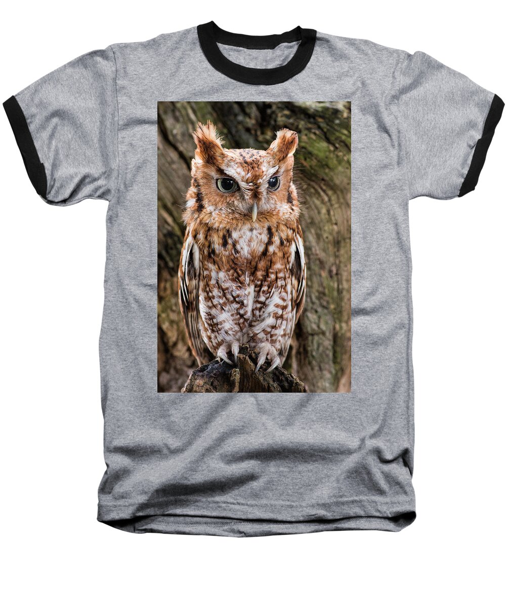 Owl Baseball T-Shirt featuring the photograph On Alert by Dale Kincaid