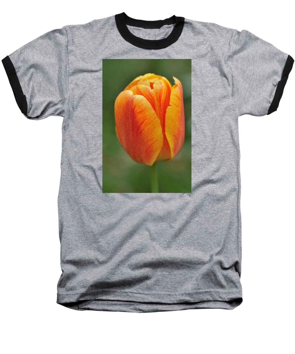 Tulip Baseball T-Shirt featuring the photograph Orange Tulip by Matthias Hauser