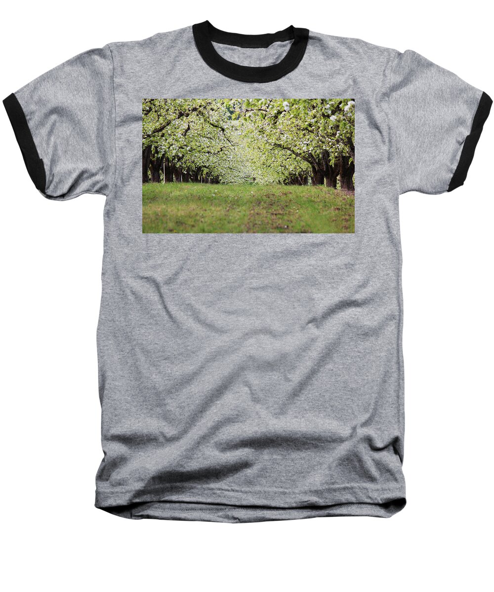 Apple Baseball T-Shirt featuring the photograph Orchard by Patricia Babbitt