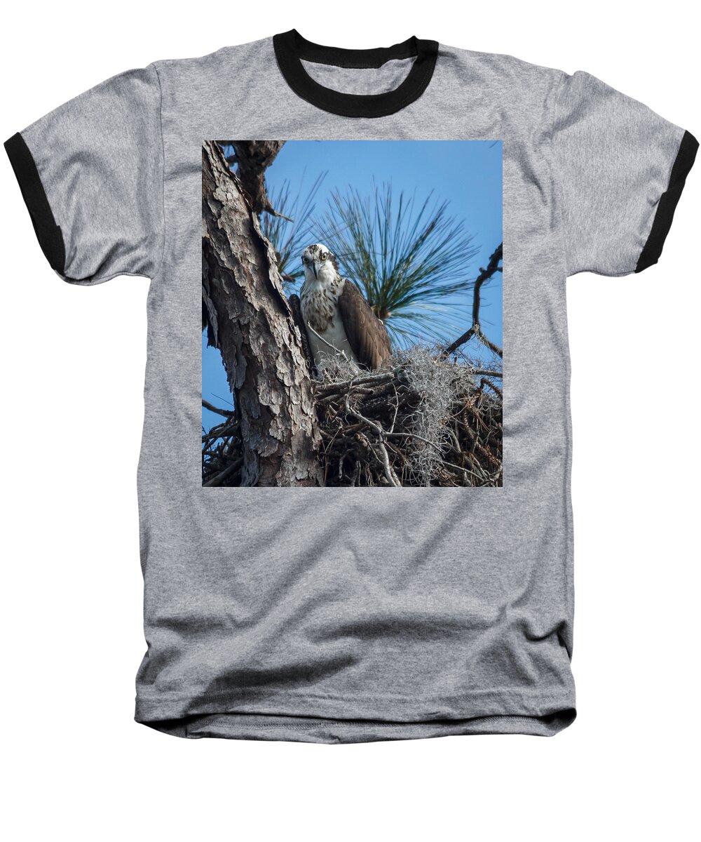 Florida Baseball T-Shirt featuring the photograph Osprey by Jane Luxton