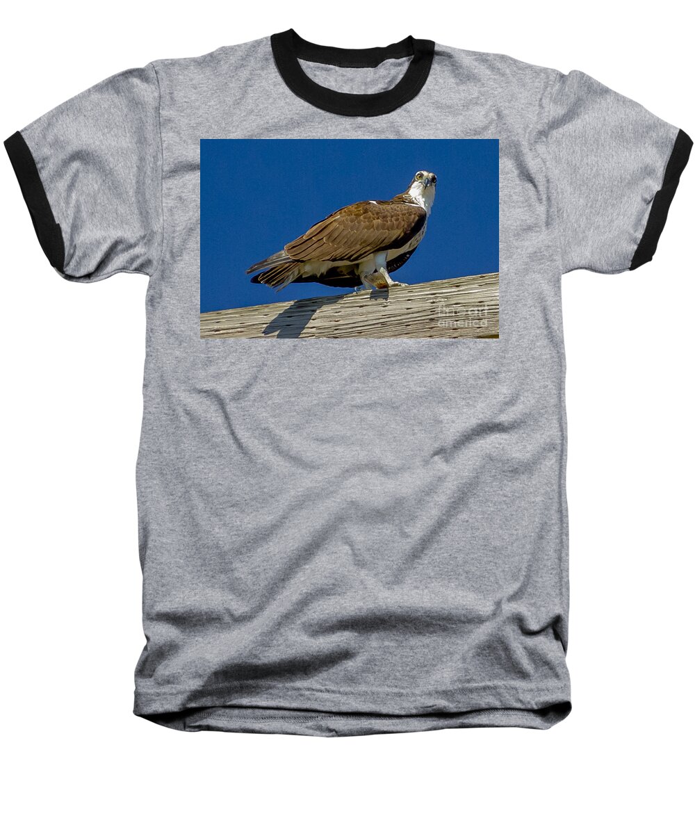 Osprey Baseball T-Shirt featuring the photograph Osprey with Fish in Talons by Dale Powell