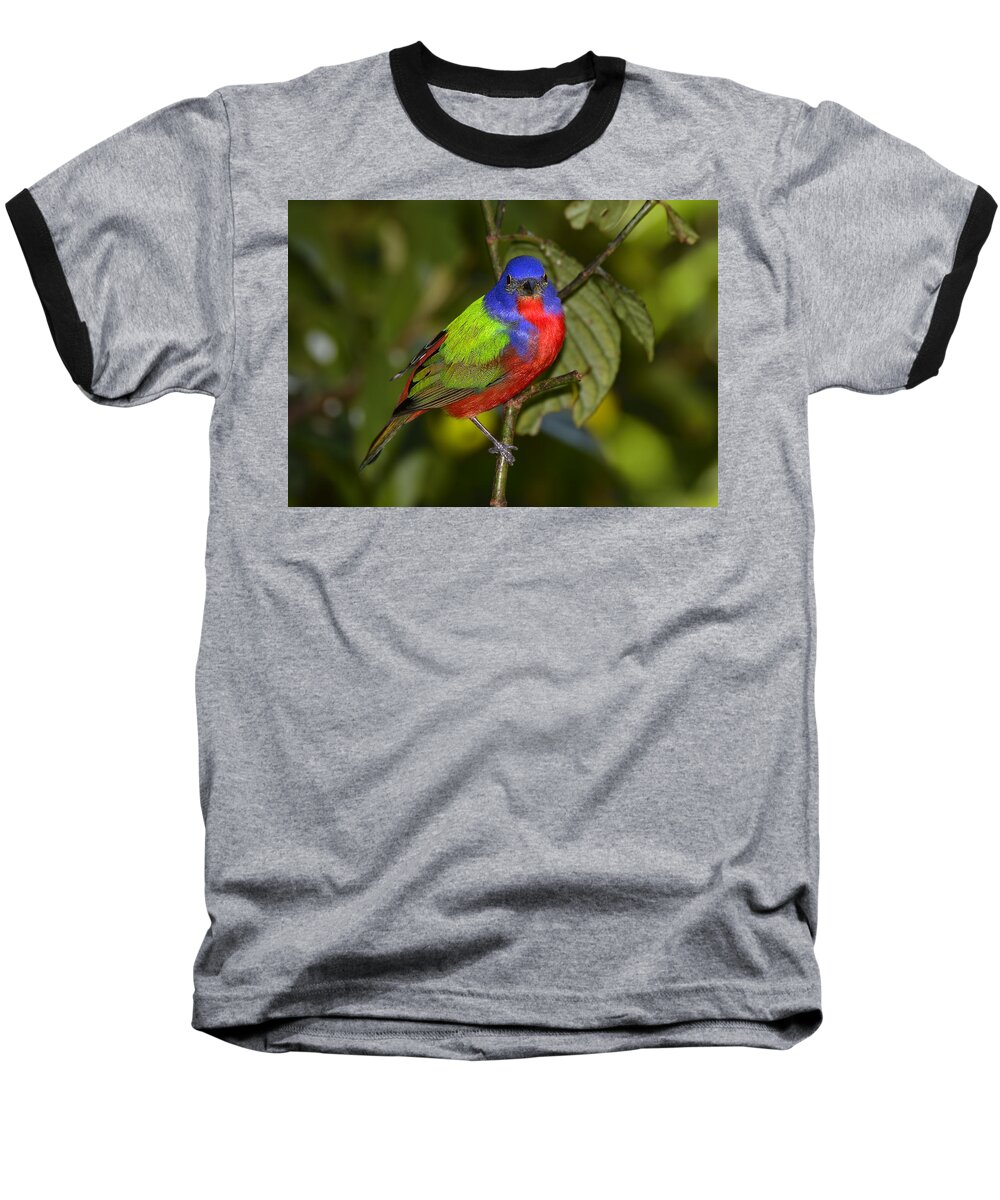 Dodsworth Baseball T-Shirt featuring the photograph Painted Bunting by Bill Dodsworth