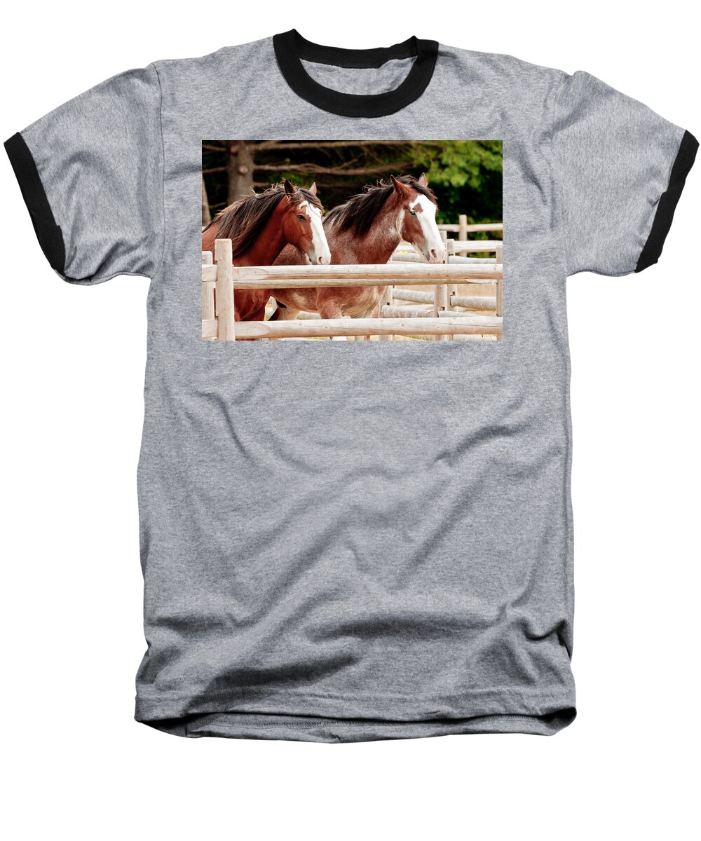 Horse Baseball T-Shirt featuring the photograph Pair of Draft Horses Posing by Ben Graham