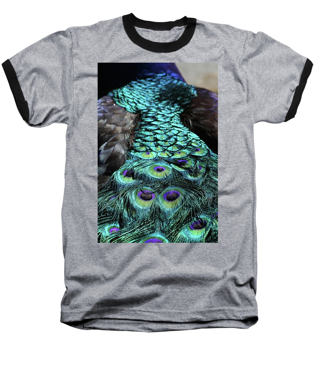Peacock Baseball T-Shirt featuring the photograph Peacock Trail by Karol Livote