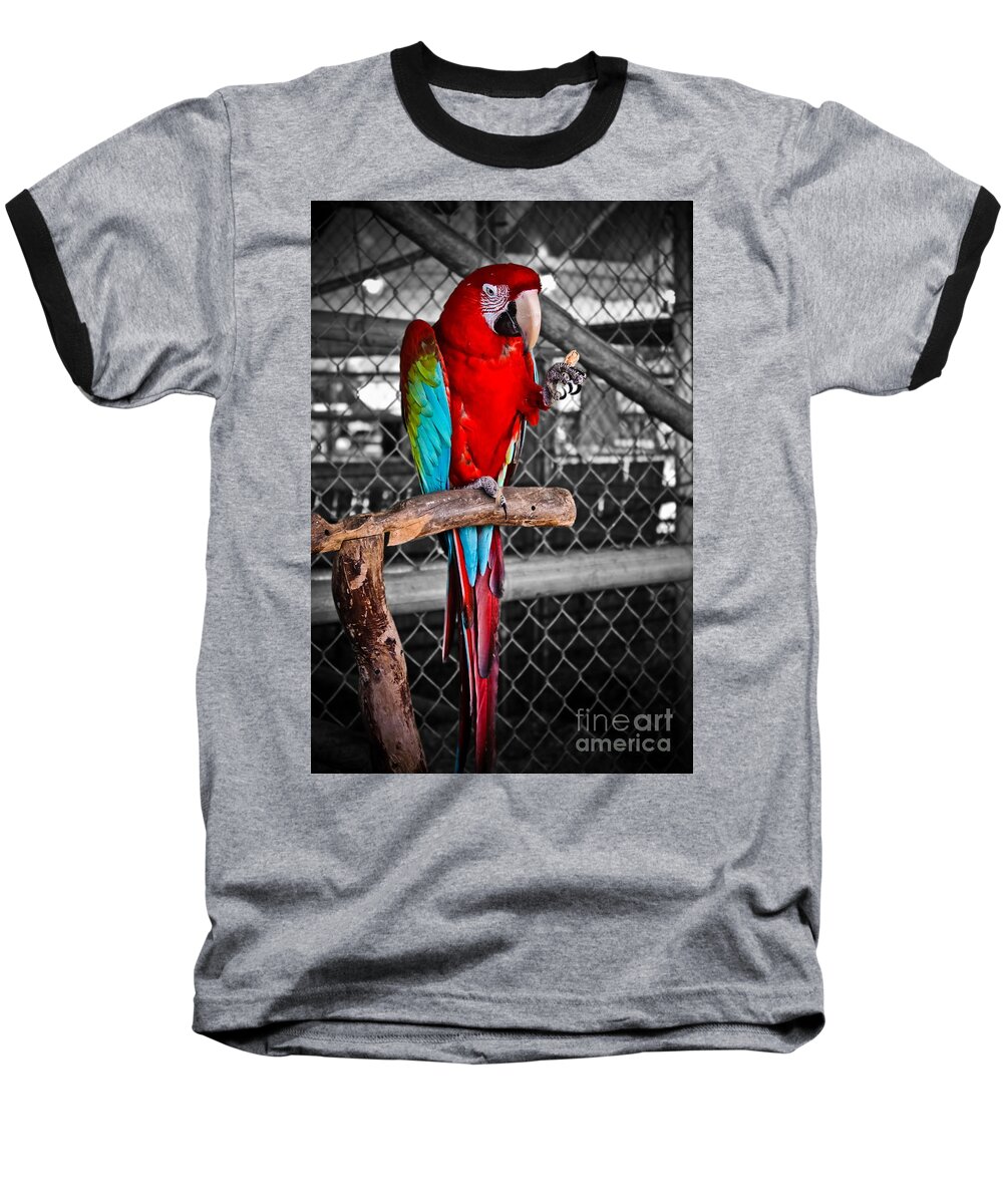 Parrot Baseball T-Shirt featuring the photograph Peanut Anyone by Colleen Kammerer