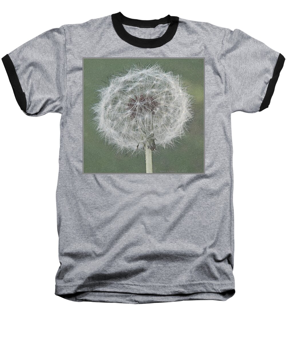 Dandelion Baseball T-Shirt featuring the photograph Perfect Dandelion by Kathy Barney