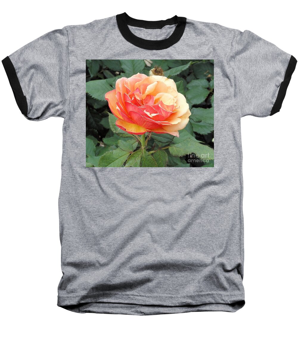 Rose Baseball T-Shirt featuring the photograph Perfect Rose by Janette Boyd