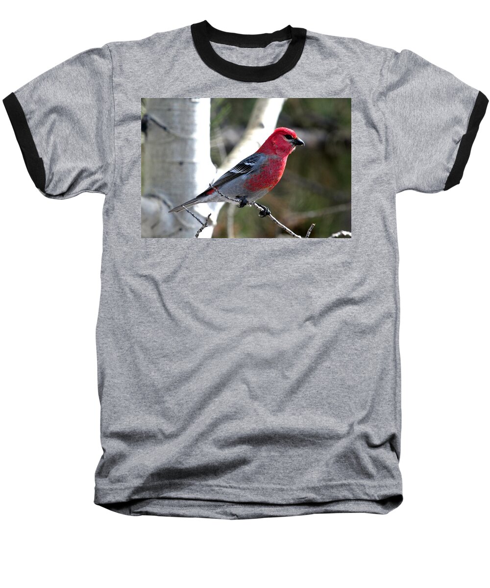 Colorado Baseball T-Shirt featuring the photograph Pine Grosbeak by Marilyn Burton