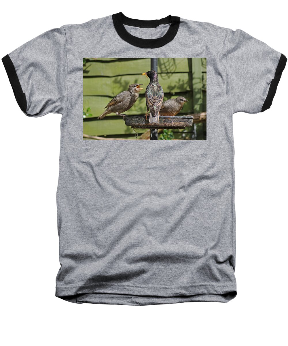 Starling Baseball T-Shirt featuring the photograph Please feed me. by Tony Murtagh