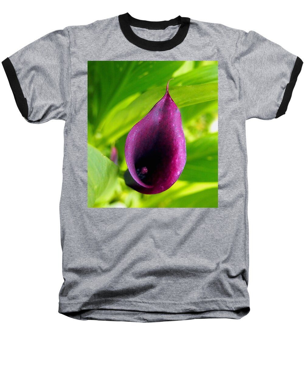 Nature Baseball T-Shirt featuring the photograph Plum Purple Calla Lilly Flower in the Garden by Amy McDaniel