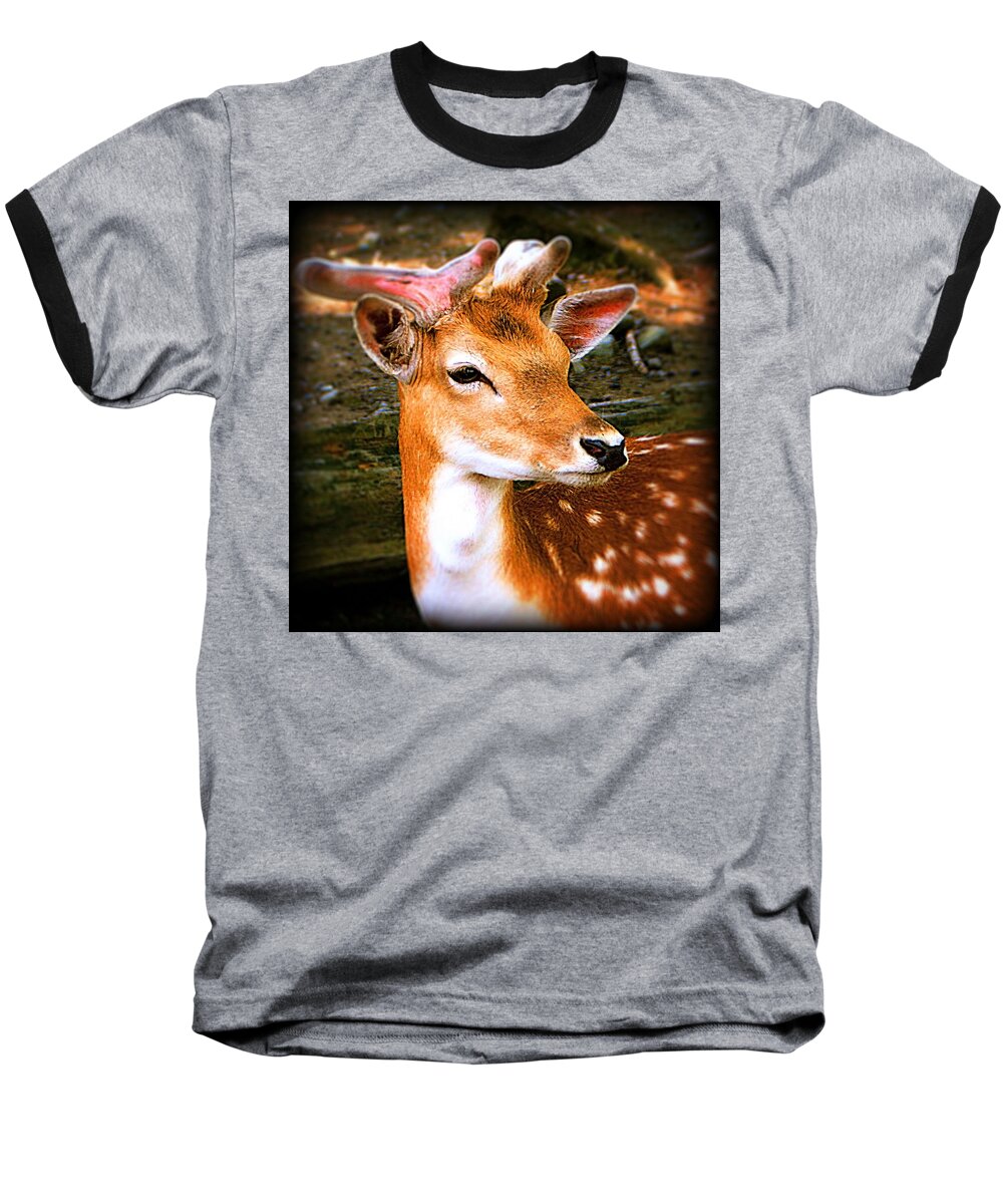  Deer Baseball T-Shirt featuring the photograph Portrait Male Fallow Deer by Femina Photo Art By Maggie