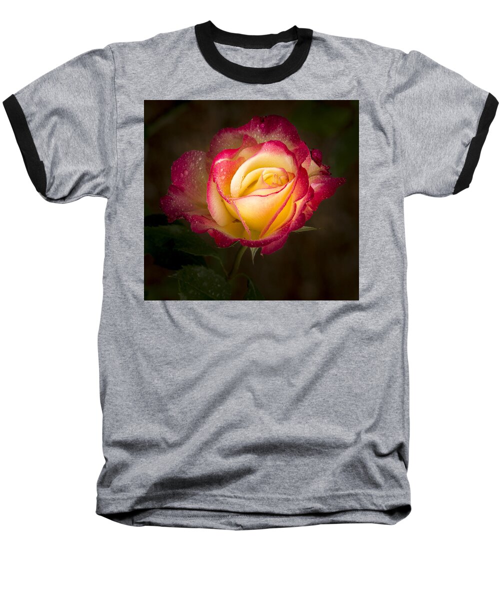 Single Rose Baseball T-Shirt featuring the photograph Portrait of a Double Delight Rose by Jean Noren