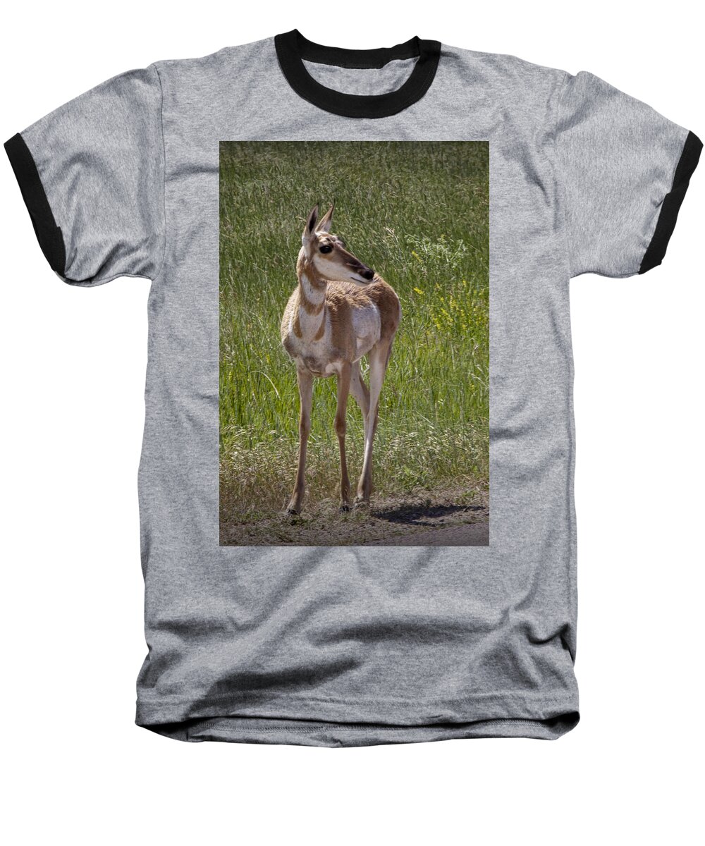 Antelope Baseball T-Shirt featuring the photograph Portrait of a Young Pronghorn Antelope No. 0460 by Randall Nyhof