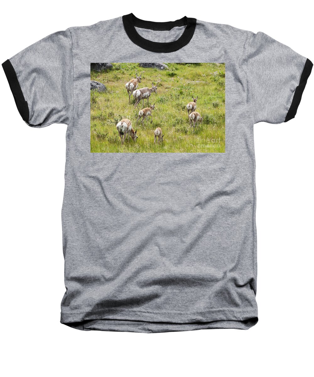 Pronghorn Antelope Baseball T-Shirt featuring the photograph Pronghorn Antelope in Lamar Valley by Belinda Greb