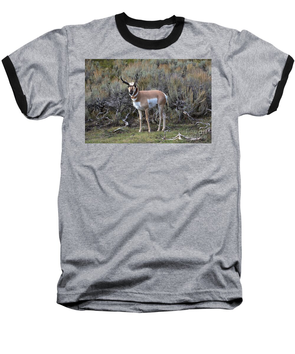 Pronghorn Baseball T-Shirt featuring the photograph Pronghorn by John Greco