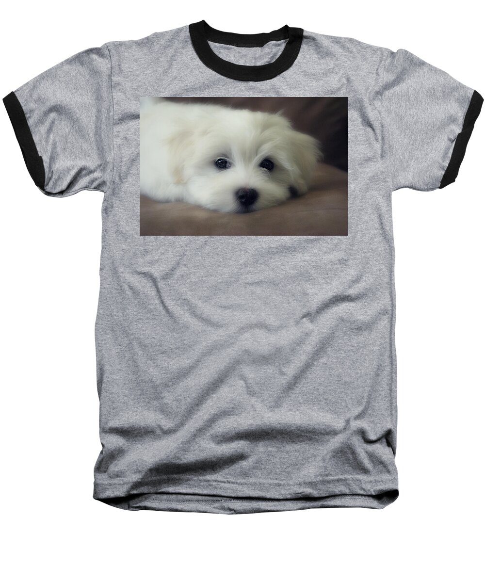 Dog Baseball T-Shirt featuring the photograph Puppy Eyes by Melanie Lankford Photography