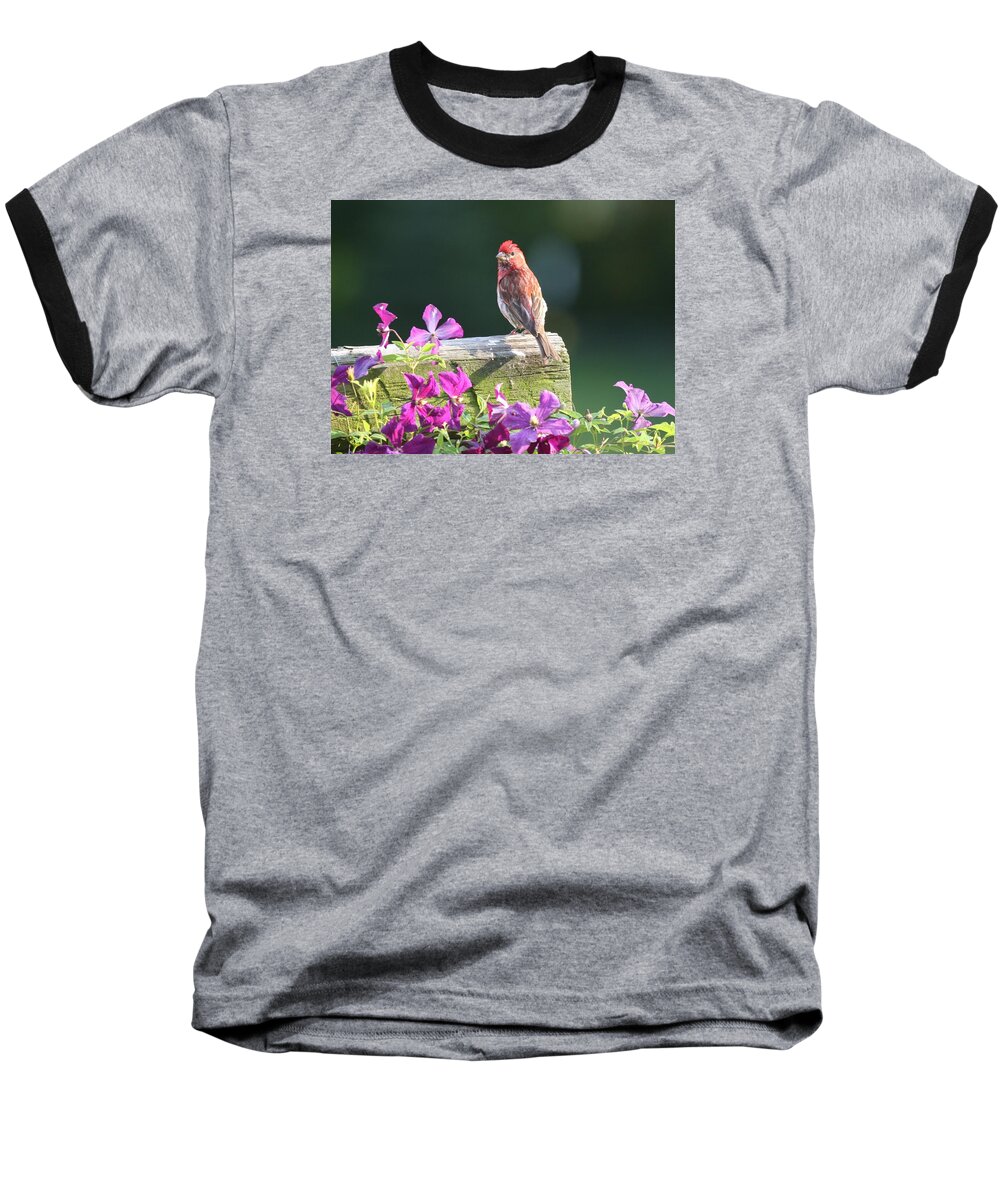Finch Baseball T-Shirt featuring the photograph Purple Finch by Clematis by Lucinda VanVleck